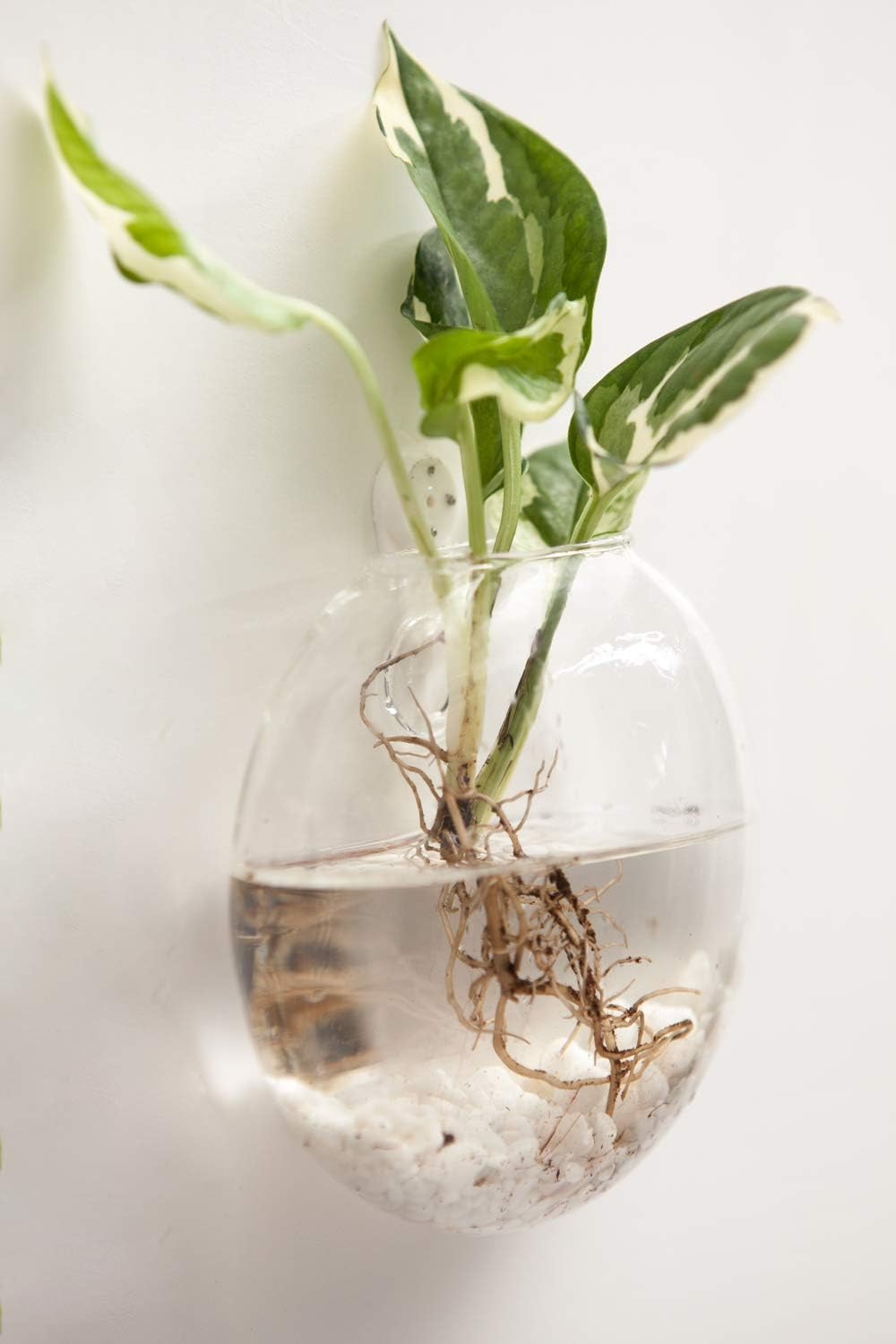 Glass Hanging Terrarium Plante - огляд і ціна Home Bathroom Glass